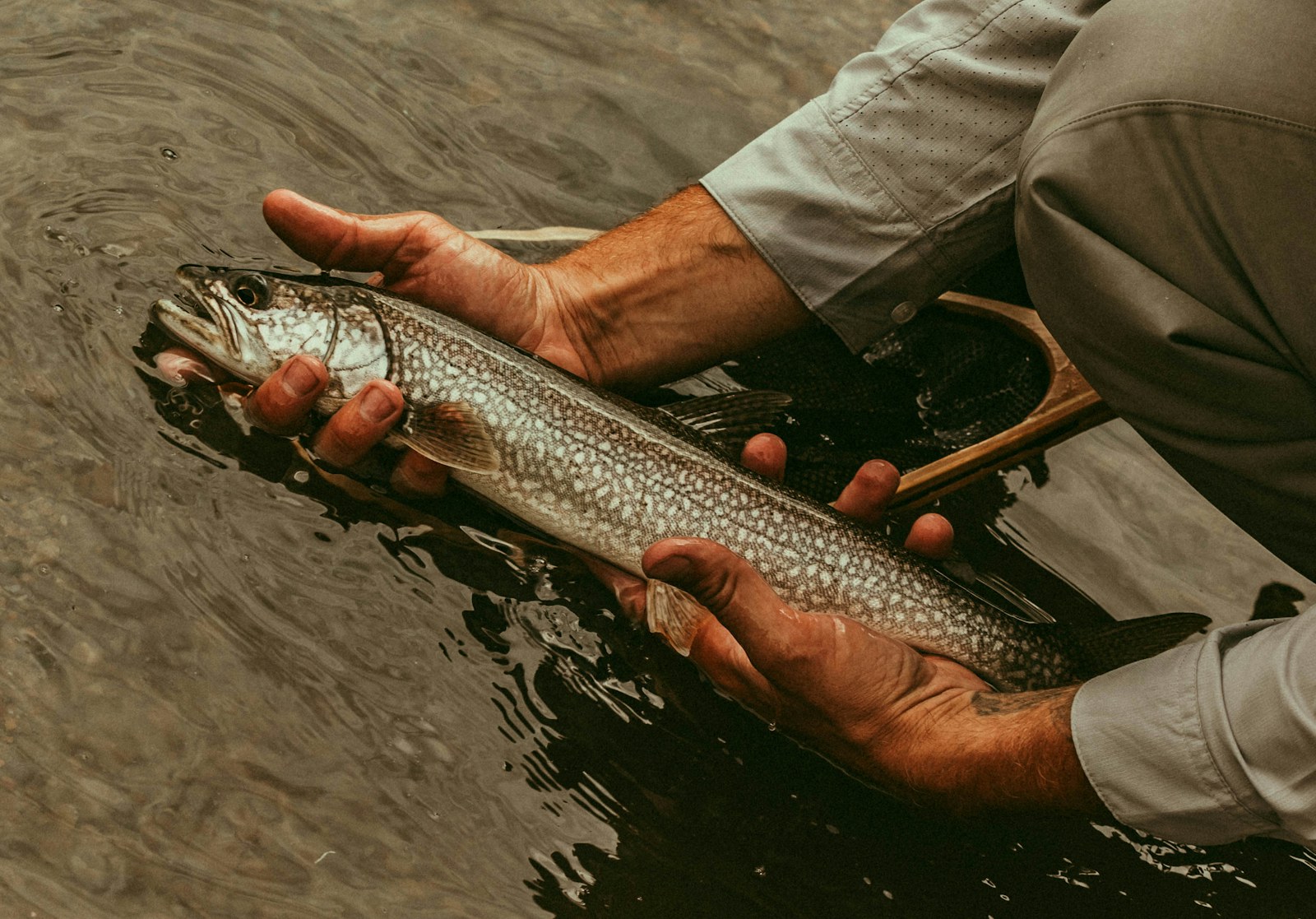 Caught and released. Photo evidence submitted before anyone could exaggerate the size.
